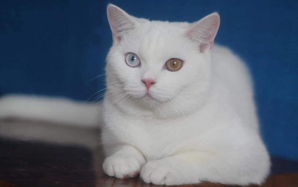 Witte kat met verschillende ogen